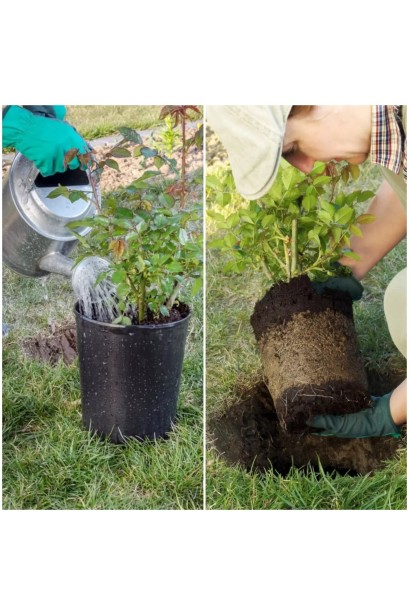 Троянда Ювілей Кордеса - висадка саджанця з контейнера у відкритий грунт